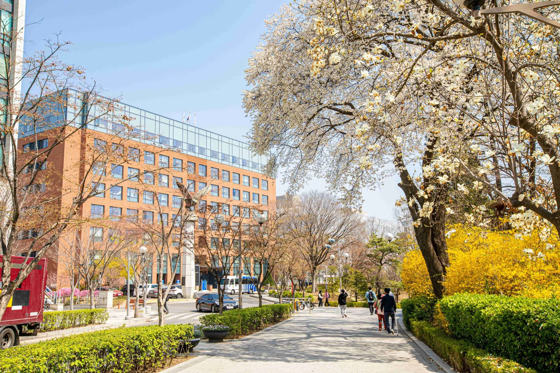 Spring blossoms along a main campus road at the University of Seoul